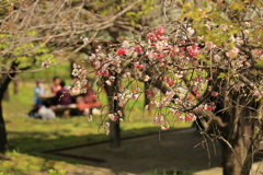 春爛漫