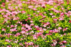 蓮華草が見られるとは
