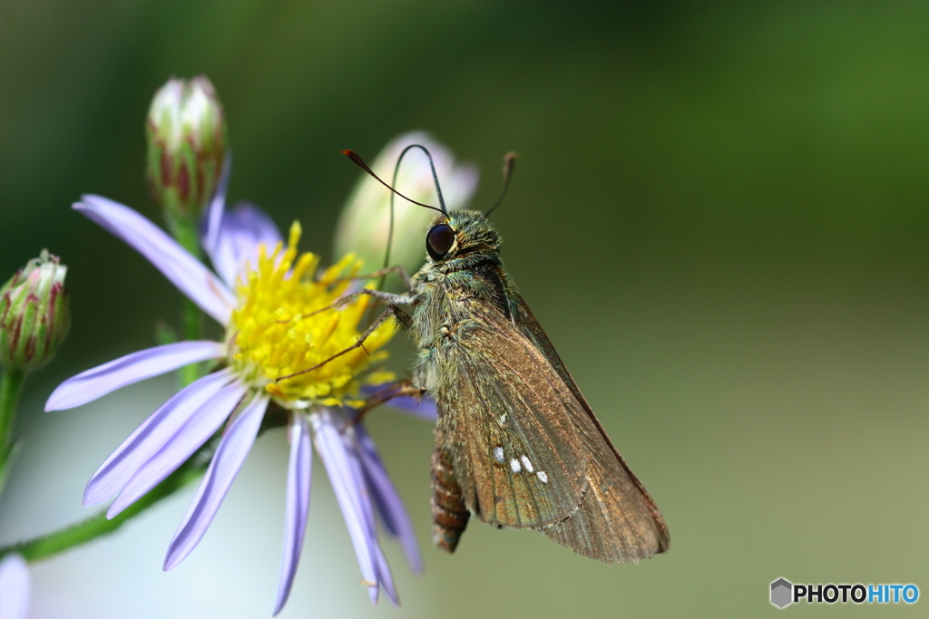 植物園の蝶達　イチモンジセセリ（一文字挵）