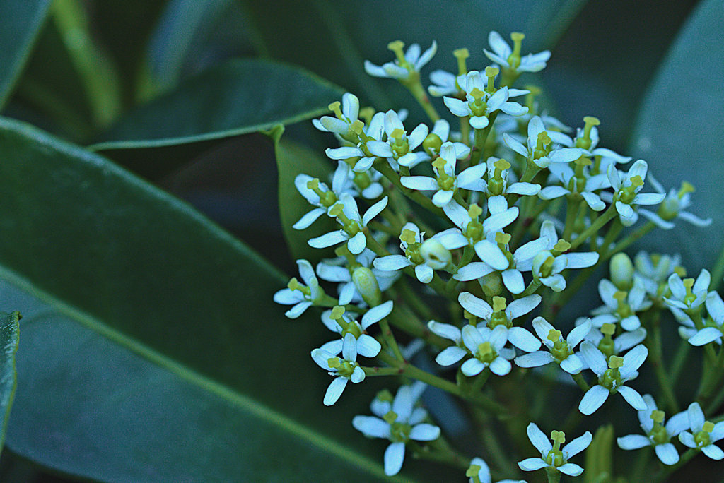 きっとどなたかが名前を教えてくださる
