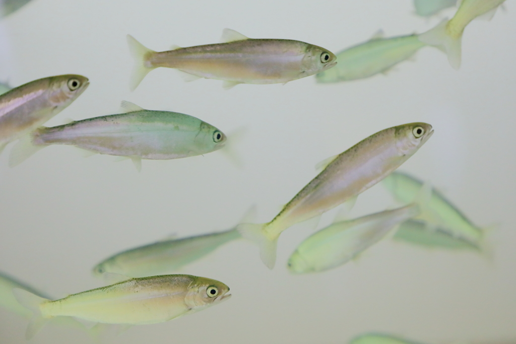 湖沼残留型　ヒメマス