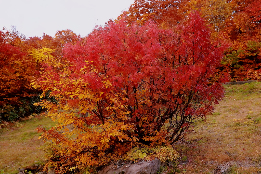 もっと太陽の光を！