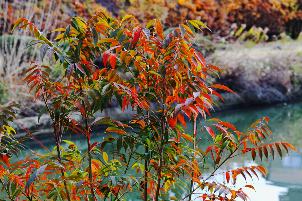 冬寒の枯れ野の　紅葉　も　乙なもの？