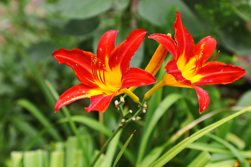 潔（いさぎよ）い生きざま