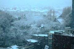 東京都北区　雪に烟（けぶ）る
