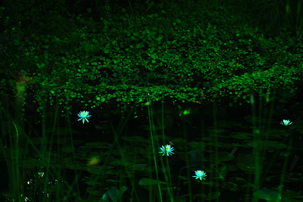 小さな水生植物園