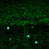小さな水生植物園