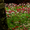 クリン草を求めて