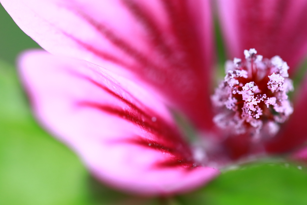 花粉？　・・・花粉！