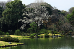 この時期でないと観られぬ壮観