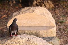 静止した鳩なら撮れる！