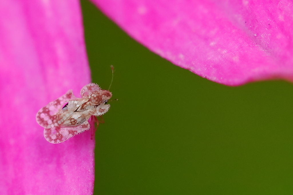 出会った！　本物だ！　興奮した！