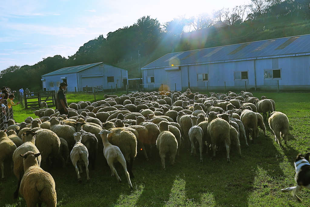 モッコリお尻の群れ