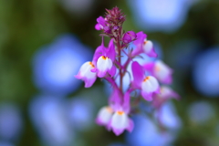 ネモフィラじゃなくリナリア