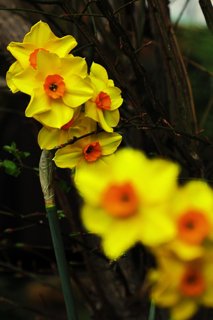 何処で咲いても