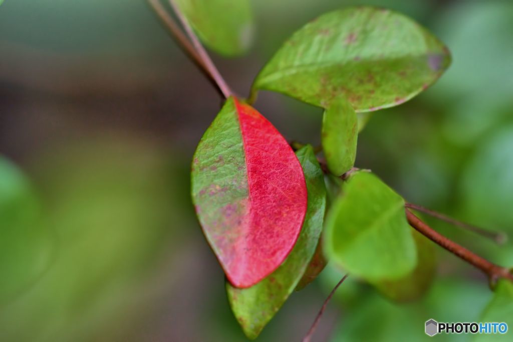 常緑樹の珍しい紅葉 By リストリン Id 写真共有サイト Photohito