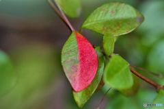常緑樹の珍しい紅葉