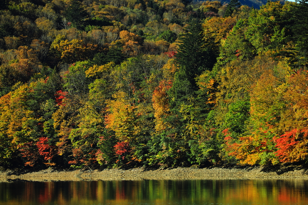 酷暑の影響か　丸沼の少し早い紅葉