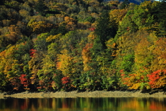 酷暑の影響か　丸沼の少し早い紅葉