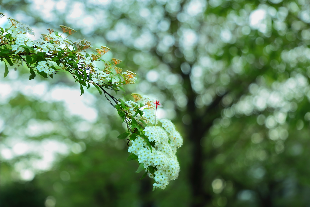 髪飾り　　桜の忘れ物