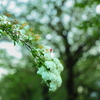 髪飾り　　桜の忘れ物