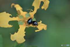芸術の秋　破壊は芸術か？？　♬２/２