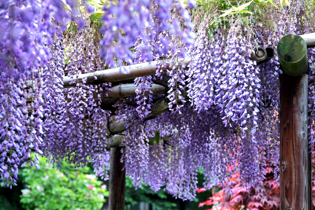 薬王山龍福寺の藤棚