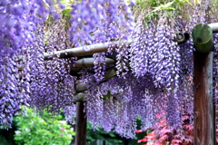 薬王山龍福寺の藤棚