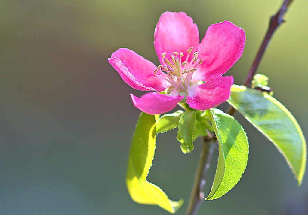 「花梨」の花は「可憐」