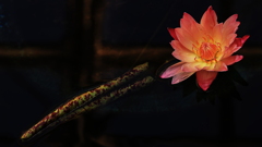 水の妖精　Ｎｙｍｐｈａｅａ