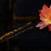水の妖精　Ｎｙｍｐｈａｅａ