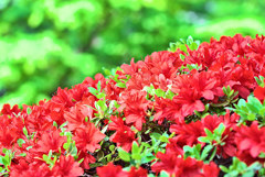 深緑／深紅