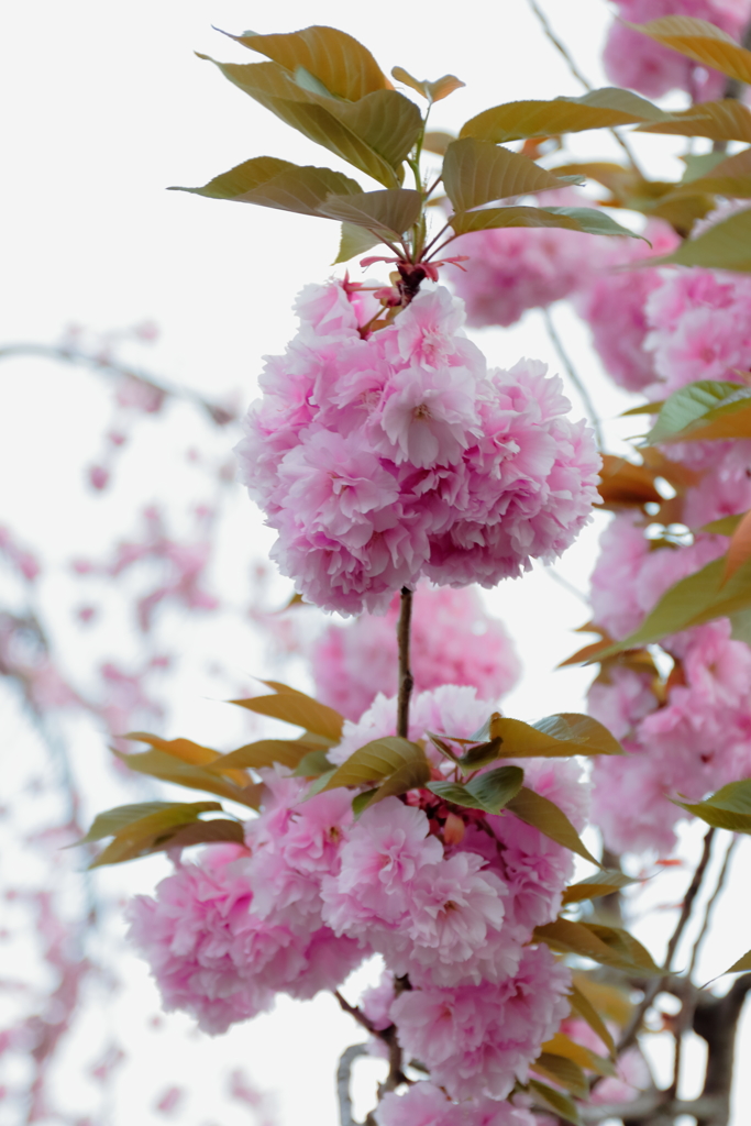 雪洞（ぼんぼり）