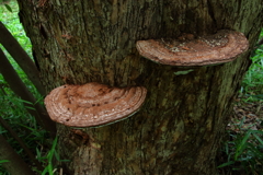 サルの腰掛・・・という名称の種は存在しない。