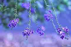 髪飾り　揺れる