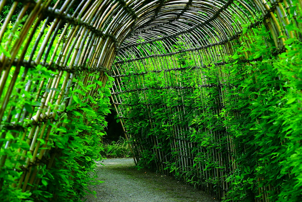 しなやかな曲線