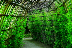 しなやかな曲線