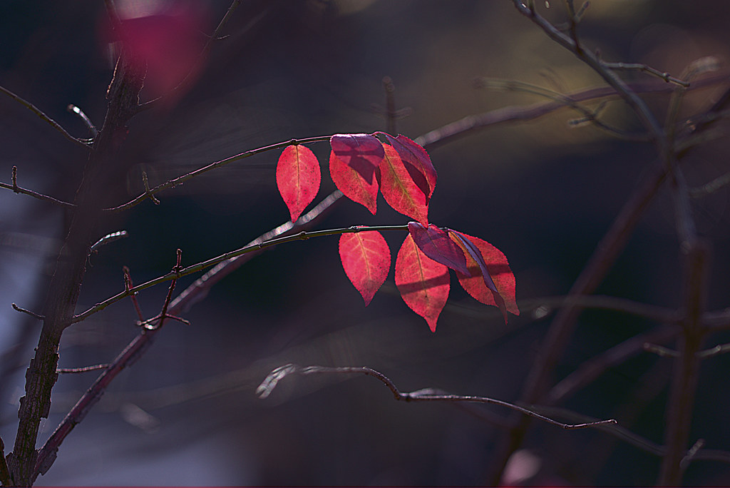 紅葉終章　命の限り