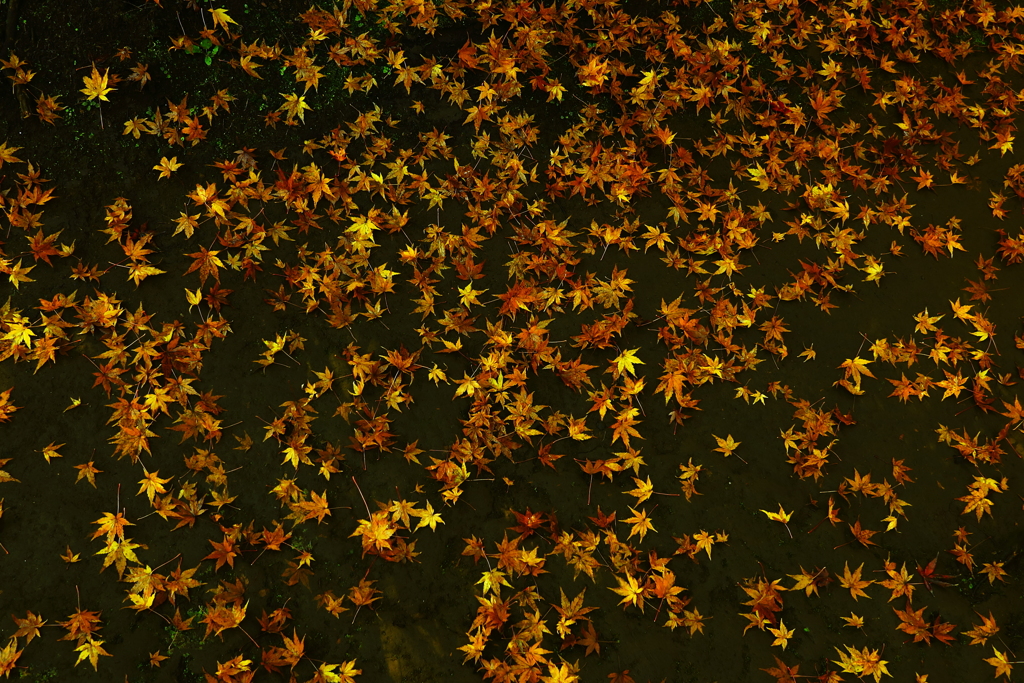 地上の「キラ星」