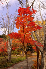 蔦温泉　シンボル