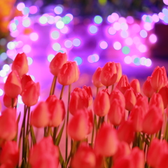 夜光と華　昇華　