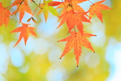 痘痕も靨　（あばたもえくぼ）