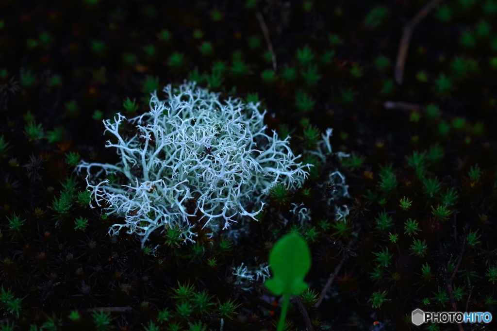 苔であって、苔ではない。　ハナゴケ
