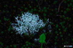 苔であって、苔ではない。　ハナゴケ