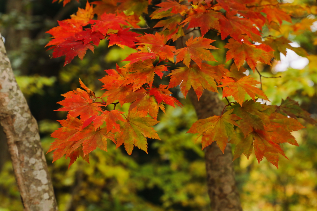紅葉の構成要素　完熟手前