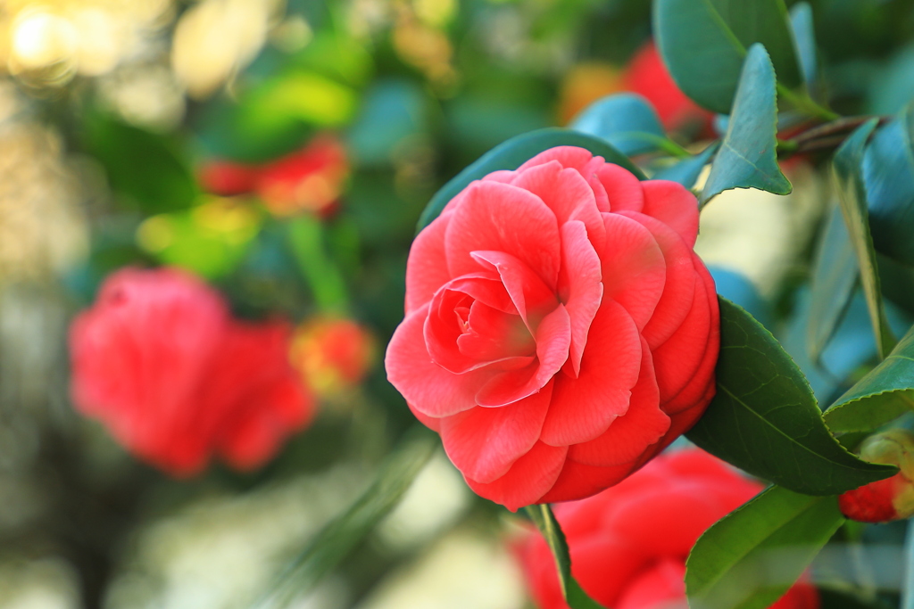 Ｃａｍｅｌｌｉａ　ｊａｐｏｎｉｃａ