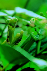 素っ頓狂（すっとんきょう）