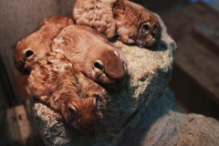 モフモフ　の　群像