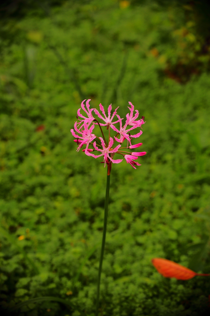 晩秋の宝石