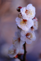 寒中　に　目覚める